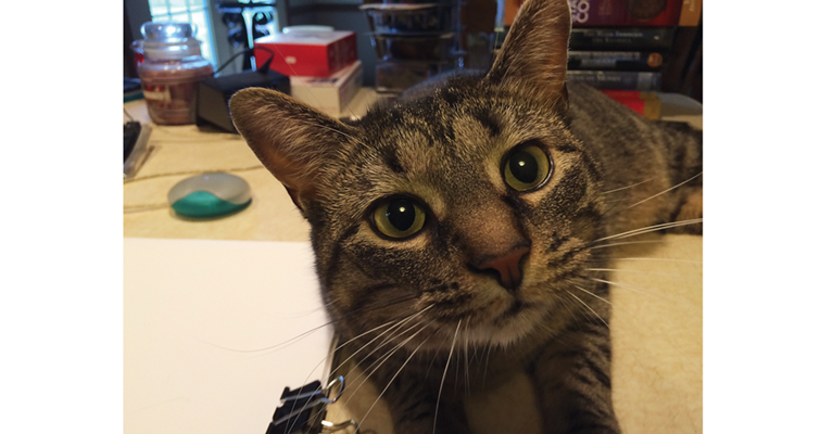 cat