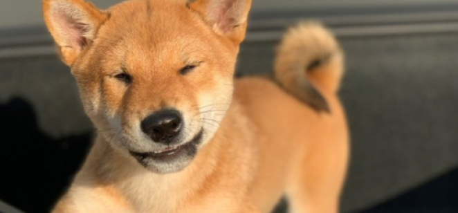 El meme Shiba Inu se dispara con la foto del perro de un hombre rico