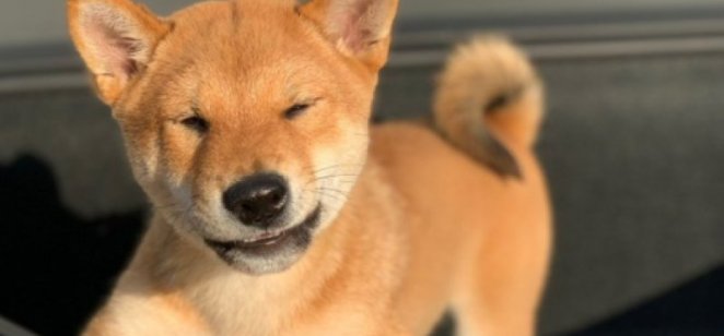 El Shiba Inu repunta hasta su máximo histórico
