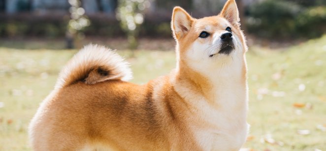 Shiba cae, pero los inversores minoristas siguen teniendo un gran apetito