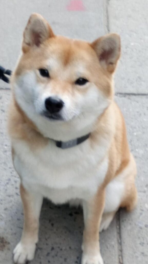 Musk importa: El aumento de la popularidad del DOGE está ligado al apoyo del CEO de Tesla