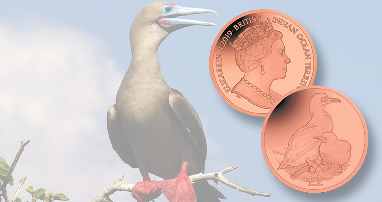 2019-biot-titanium-booby-coin