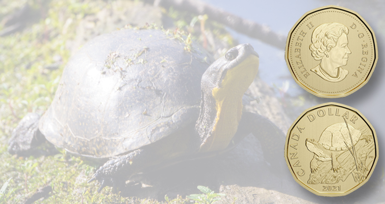 El conjunto de especímenes de Canadá incluye un dólar para la tortuga de Blanding