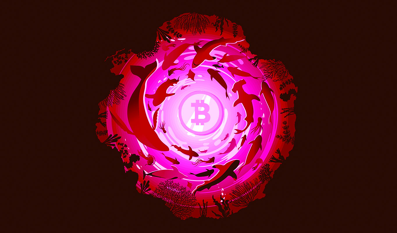 Las tenencias de BTC de Bitcoin Whale más ricas explotan a más de $ 2,560,000,000 en medio de un renovado frenesí de acumulación