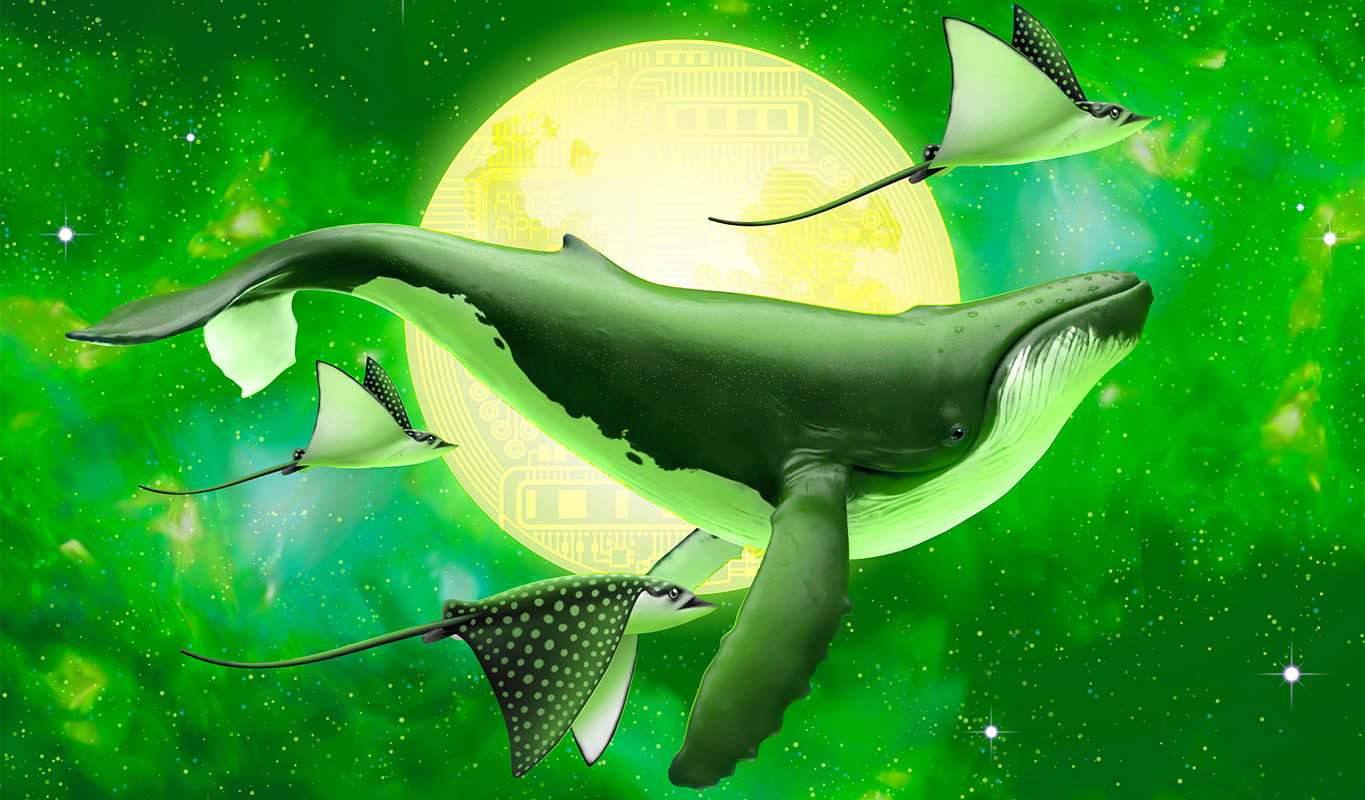 Los tiburones Cardano acumulan casi 80 millones de ADA en solo 30 días mientras las ballenas se mantienen planas: firma de análisis Santiment